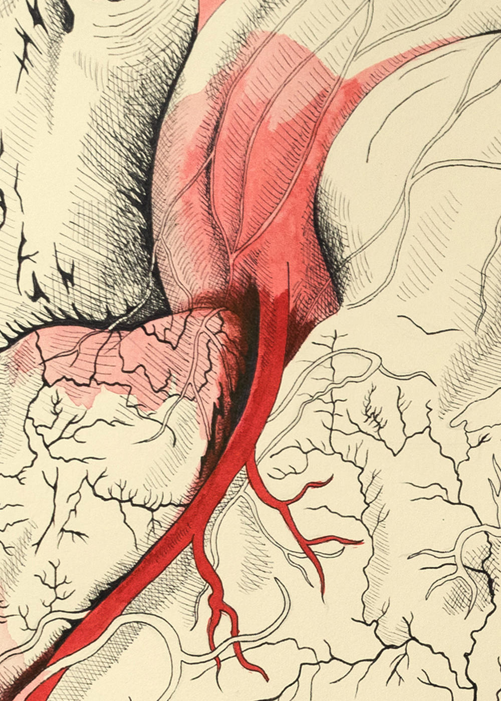Bleeding Heart Detail 3
